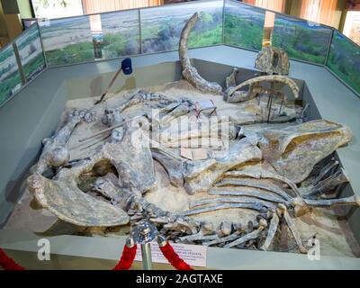 Asowschen Meer, Russland - Juli 27, 2019: Wiederaufbau der Ausgrabung des Skeletts der Steppe Mammoth im Asowschen Paläontologisches Museum. Stockfoto