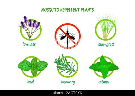 Natürliche Mückenschutz pflanzen Infografik auf weißem Hintergrund. Lavendel, Citronella, Basilikum, Rosmarin und Katzenminze. Vektor Stock Vektor