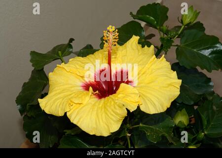 Hibiscus rosa-sinensis (Chinesischer Hibiskus) ist beheimatet in Südostasien wächst in tropischen und sub-tropischen Regionen. Stockfoto