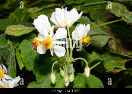 Sparrmannia Africana (Afrikanische Hanf) ist heimisch an offenen Wäldern in Afrika und Madagaskar. Stockfoto