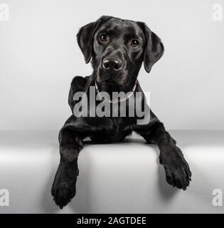 Labrador Retriever Welpen in Großbritannien fotografiert. Stockfoto