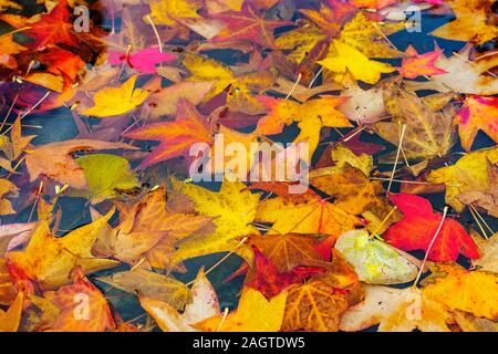 Herbst bunte Blätter schwimmen auf der Wasseroberfläche. Santander. Kantabrien, Spanien. Europa Stockfoto