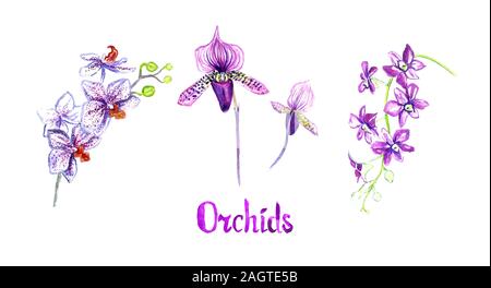 Orchideen (Phalaenopsis, Paphiopedlium, Dendrobium) Sammlung auf weißen Hand isoliert gemalte Aquarell Abbildung mit handschriftlichen Inscriptio Stockfoto