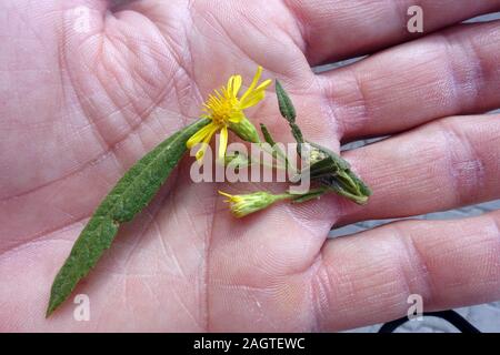 Breitblättrige Klebalant (Dittrichia viscosa Subsp angustifolia)-Blatt und Blüte auf der Handfläche, Bafra, Türkische Republik Nordzypern Stockfoto