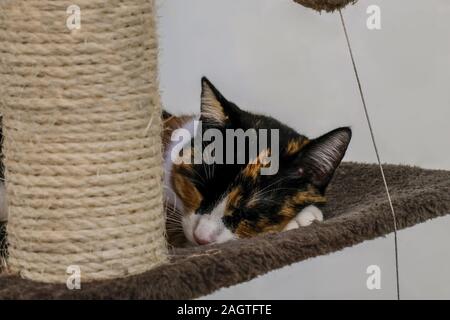 Schlafende Katze portrait Niedlich, Familie Haustier liebe, weiche konzentriert Stockfoto