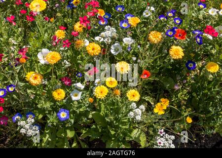 Hell, bunt gemischt Jahrbücher Blumenwiese im Sommer Cottage Garden, Leicestershire, England, Großbritannien