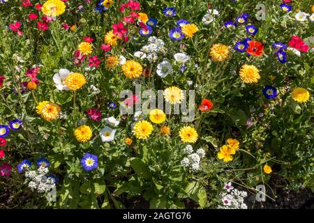 Hell, bunt gemischt Jahrbücher Blumenwiese im Sommer Cottage Garden, Leicestershire, England, Großbritannien Stockfoto