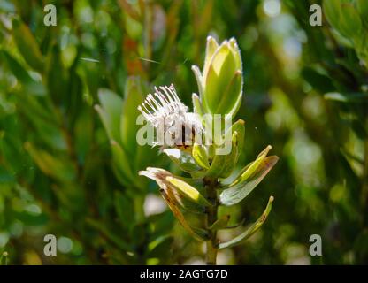 Fragile Spiderweb klammert sich an Blume Stockfoto