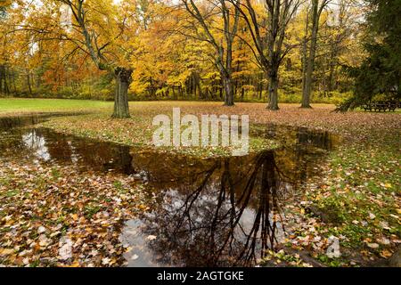 Letzten Herbst Regenfälle haben Überschwemmungen in ein Feld die Art und Weise zu Reflexionen von Laubbäumen im Herbst verursacht. Stockfoto