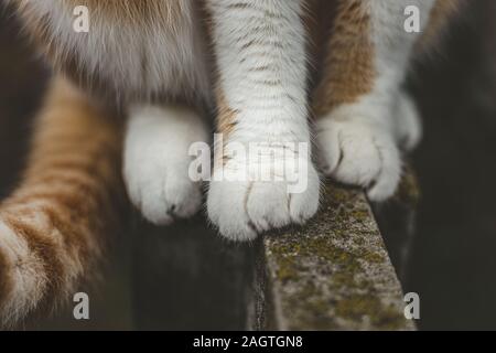 Katze rot weiße Pfote auf die Betonoberfläche, Katze Fuß auf grauem Hintergrund. Detail Schuß von soft Cat Pfoten beim Sitzen am Zaun. Stockfoto