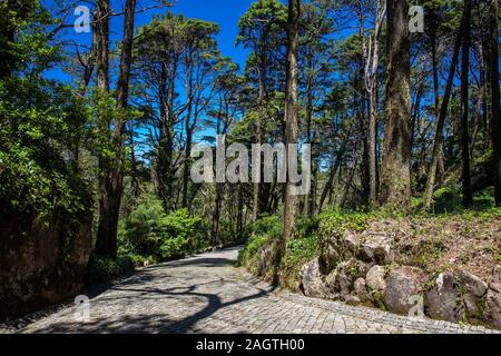 Gärten von Pena Park bei der Stadt Sintra Stockfoto