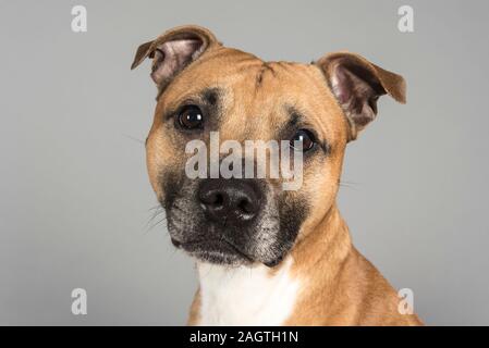 Männlich, Staffordshire Bull Terrier, 6 Jahre alt, UK. Stockfoto