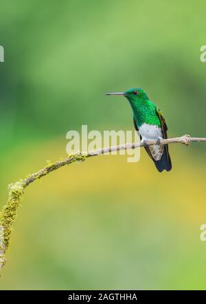 Die Verschneite-bellied Hummingbird die sauberen weißen Bauch und seine grüne Brust sind diagnostische innerhalb seiner Reichweite. Männer singen, indem sie sich von den Sitzstangen Stockfoto