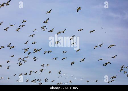 Schnee und Ross's Gänse Flug nehmen an der Meced National Wildlife Refuge im Central Valley in Kalifornien USA Stockfoto