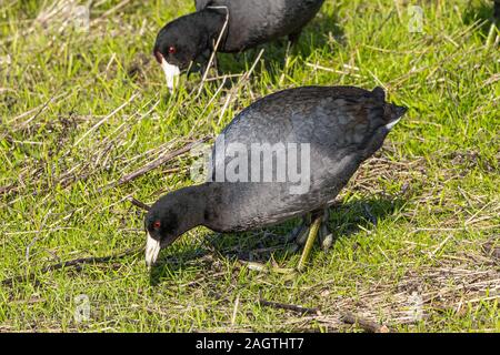 Gemeinsame Blässhuhn (Fulica atra) Beweidung auf die Merced National Wildlife Refuge im Central Valley in Kalifornien Stockfoto