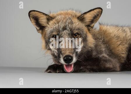 Red Fox (Rettung), Großbritannien. Stockfoto