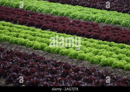 Lollo Bianco und Lollo Rosso im Feld Stockfoto