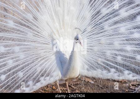 Elegante weiße Farbe Pfau Stockfoto