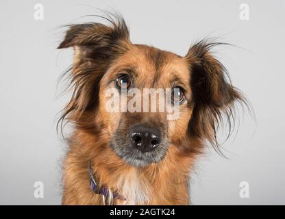 Border Jack (Kreuzung zwischen einem Border Collie und einem Jack Russell Terrier), weiblich, 7 Jahre alt, UK. Stockfoto