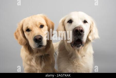 Golden Retrievers im Alter von 11 Jahren und 1 Jahr in Großbritannien. Stockfoto