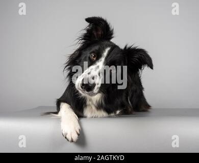 Border Collie Relaxing, fotografiert in Großbritannien. Stockfoto