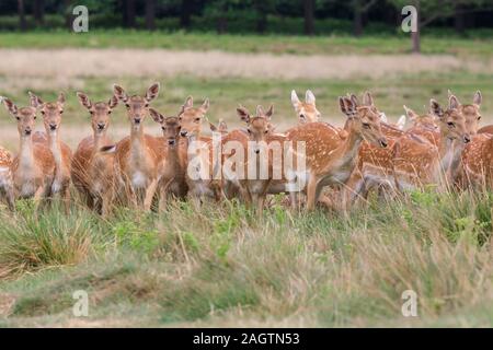 Gruppe von wilden Damhirschen (dama dama) Weibchen (Rehe) und Jungtieren, Herde im Gras und Wiese, stehend, Richmond Park, Großbritannien Stockfoto