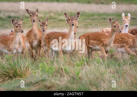 Herde oder Gruppe von Damhirschen (dama dama) Weibchen (Rehe) und Jungen, im Gras und auf der Wiese, stehend, Richmond Park, Großbritannien Stockfoto