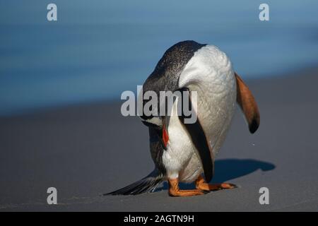 Gentoo Pinguin (Pygoscelis papua) Putzen nach an Land kommen auf Sea Lion Island in den Falkland Inseln. Stockfoto