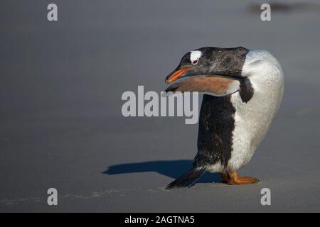 Gentoo Pinguin (Pygoscelis papua) Putzen nach an Land kommen auf Sea Lion Island in den Falkland Inseln. Stockfoto