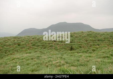 Eine hügelige Landschaft mit üppigen, grünen Gras an Yangmingshan National Park in Taiwan, März 2019 Stockfoto