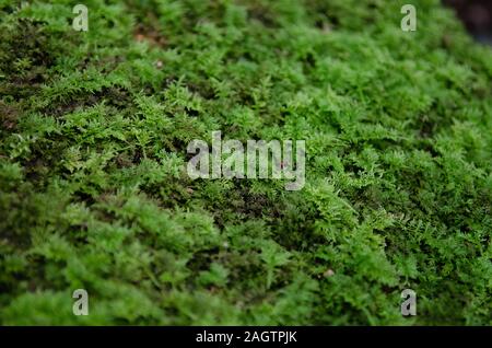 Ein Teppich von Farn Moos wächst in den Yangmingshan National Park, Taiwan Stockfoto