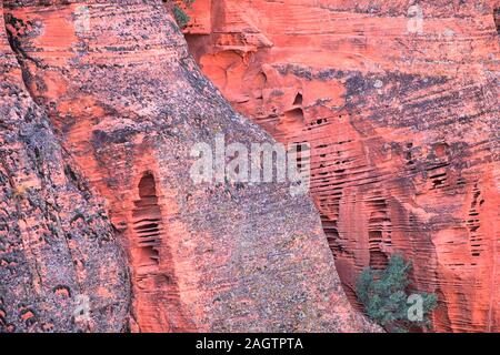 Rot und Orange Sandstein Felsformationen entlang der Knochen waschen Elefant Arch Trail in Red Cliffs National Wüste finden in Saint George, Utah. United S Stockfoto