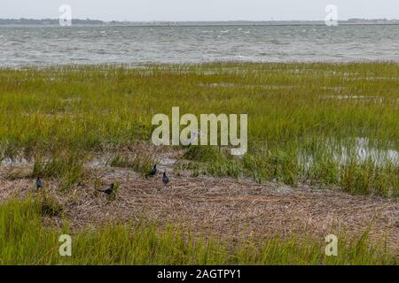 Heron versteckt im Schilf in Charleston Bucht in der Nähe der Waterfront Park auf einem stark bewölkten regnerischen Tag, South Carolina Stockfoto