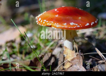 Rote Fliegenpilz ist in seinem natürlichen Ort gesehen und es ist in den Wald sichtbar Stockfoto