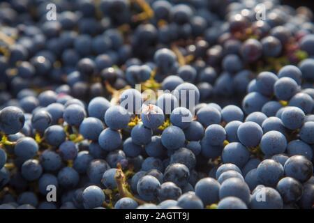 Detail aus einem Bündel von Merlot, eine kleine Spinne auf einem Grape berry Stockfoto