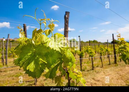 Junge Rebe am Anfang der Weinberg in einem frühen Stadium des Wachstums. blauer Himmel mit Wolken als Hintergrund Stockfoto