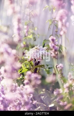 Terry Lovely Pink Flower geflochtene Weinstock. Clematis Blumen auf rosa Hintergrund. Stockfoto