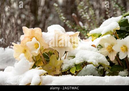 Verschneite Helleborus niger mit einem verschwommenen Hecke Hintergrund von jziprian Stockfoto