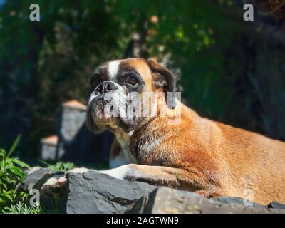 Mit Lügen, erwachsenen Hund der Rasse "Boxer" in site Ansehen in der freien Natur vor der grünen Sträuchern. Er schaut direkt in die Kamera. Stockfoto