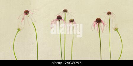 30099-00203 Lila Coneflowers (Echinacea Githago) Digital Composite (high key weißer Hintergrund) Marion Co.IL Stockfoto