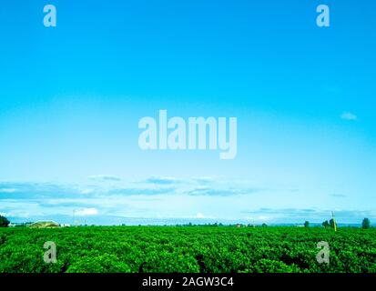 Eine orange Orchidee für die Erntezeit in Sizilien, Italien. Über dem blauen Himmel Sommer. Stockfoto
