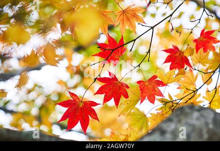 Scenic von Red Maple Leafs im Herbst Saison für Reisezeit Stockfoto