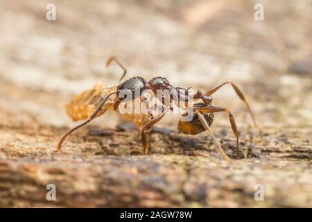 Eine Wirbelsäule - taillierte Ant (Aphaenogaster Picea) Arbeitnehmer trägt gespült Essen zurück zum Nest. Stockfoto