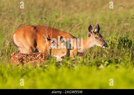 Baby Reh (Fawn) mit weißen Flecken und Mutter doe in einer offenen Wiese in Shenandoah National Park, Virginia Stockfoto