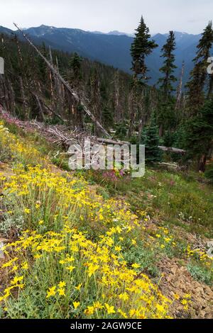 Wildblumen auf der Straße zu einer Behinderung Punkt in Olympic National Park Stockfoto