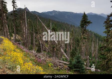 Wildblumen auf der Straße zu einer Behinderung Punkt in Olympic National Park Stockfoto