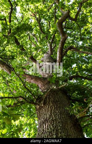 Die Perspektive einer großen Eiche Baum mit grünen Blättern und Gliedmaßen aus in jede Richtung verzweigen Stockfoto