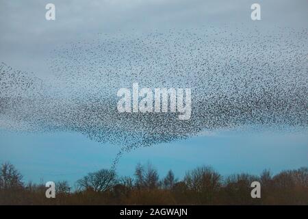 Starling murmuration, die wie ein Tornado wie schaffen sie grosse Herden für kommunale Herbst und Winter als Mittel der Schutz von Raubtieren Roost. Stockfoto