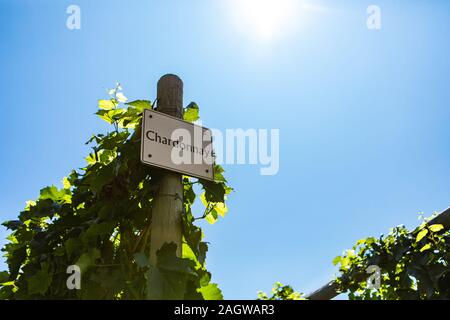 Chardonnay Rebsorte Zeichen auf hölzerne Stange gegen den blauen Himmel während der sonnigen Tag, Weinberg Sorten Zeichen, Okanagan Valley British Columbia Kanada Stockfoto