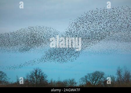 Starling murmuration, die wie ein Tornado wie schaffen sie grosse Herden für kommunale Herbst und Winter als Mittel der Schutz von Raubtieren Roost. Stockfoto